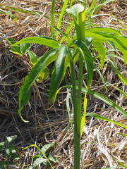 Arisaema heterophyllum
