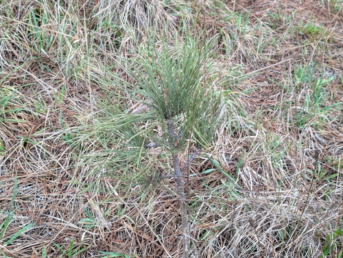 Pinus coulteri, 2026-03-19