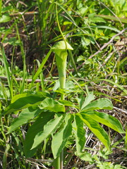 Arisaema heterophyllum