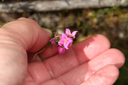wallum boronia (Boronia falcifolia)