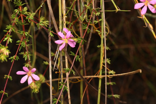 clustered bauera (Bauera capitata)