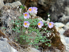 Paraquilegia microphylla