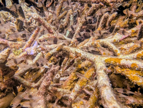 Taeniamia zosterophora observed 2026-03-18