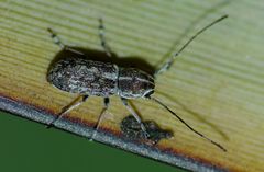 Euciodes suturalis