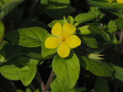 Lysimachia remota