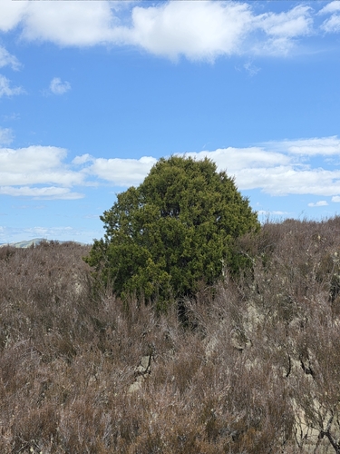 Bog pine (Halocarpus bidwillii)