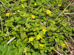 Lysimachia remota