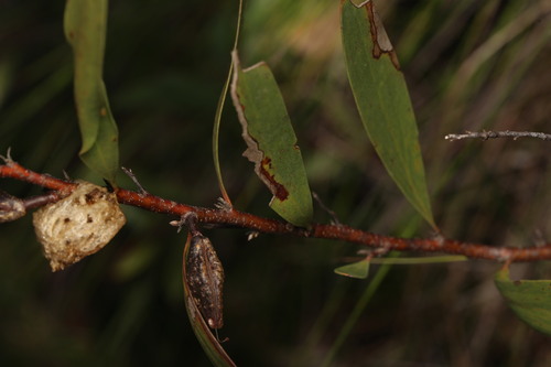 Hakea florulenta, photograph 6
