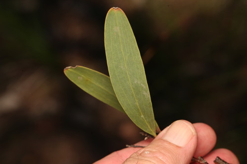 three-nerved willow hakea (Hakea florulenta)
