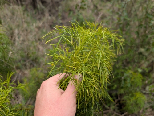 Bidens menziesii observed 2026-03-19