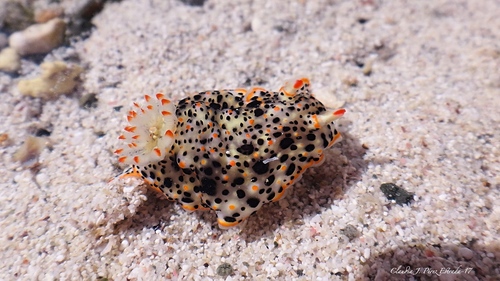 Dall's Chromodorid