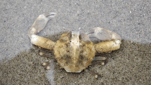 Pyrhila carinata