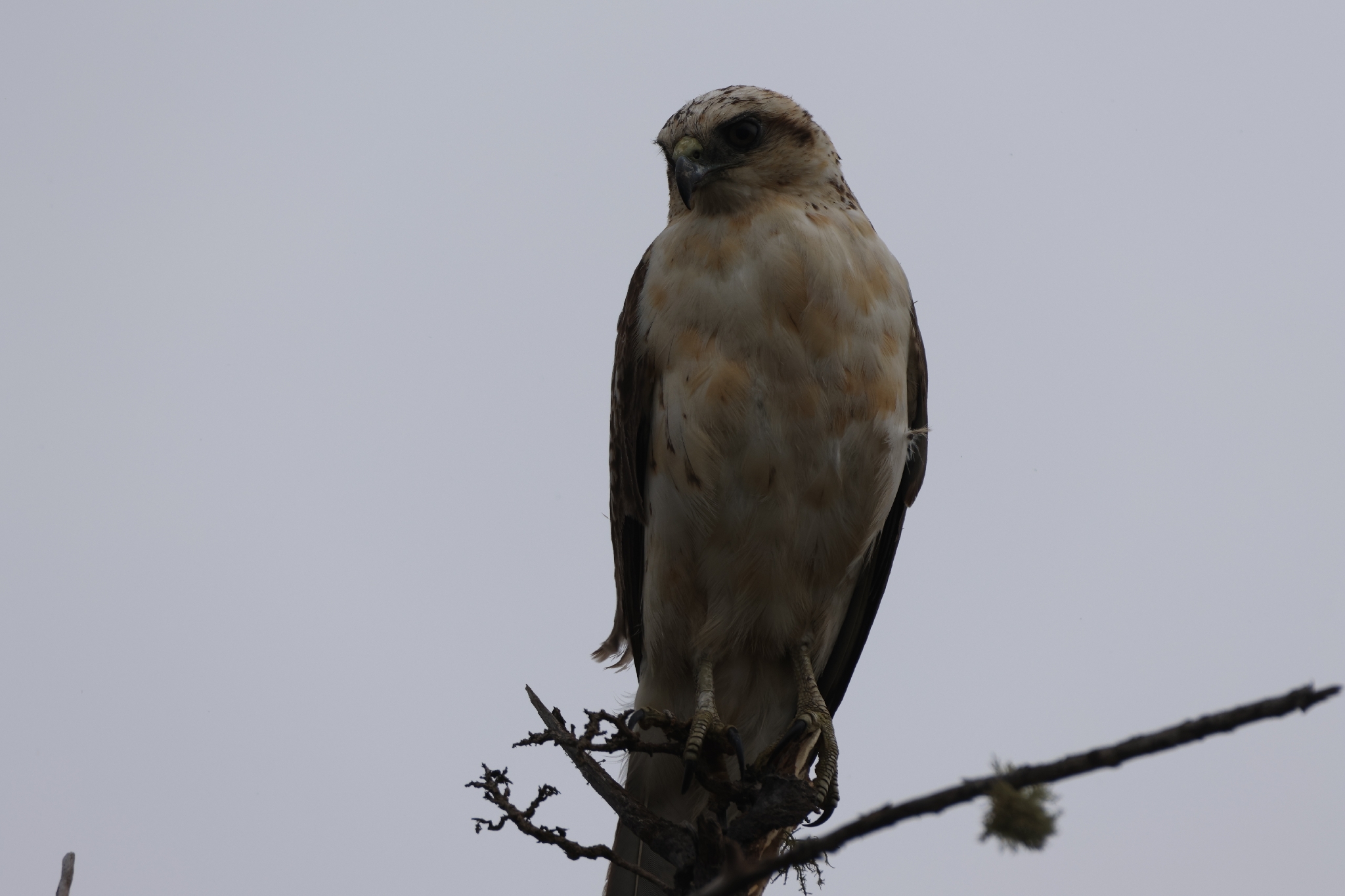 Hawaiian Hawk (Buteo solitarius), photo 4