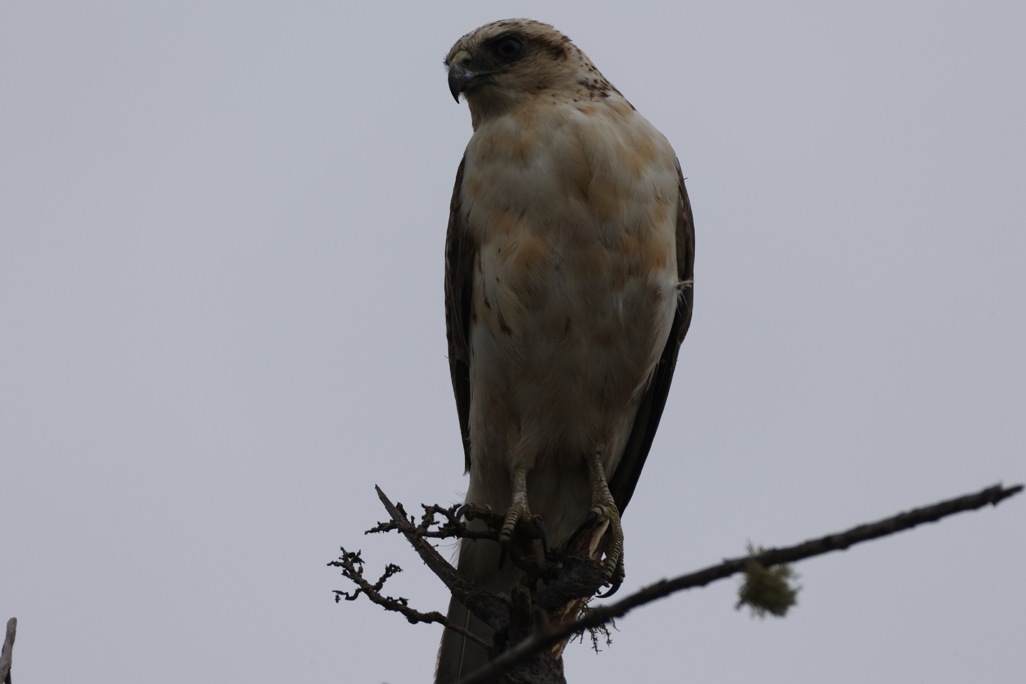 Hawaiian Hawk (Buteo solitarius), photo 7