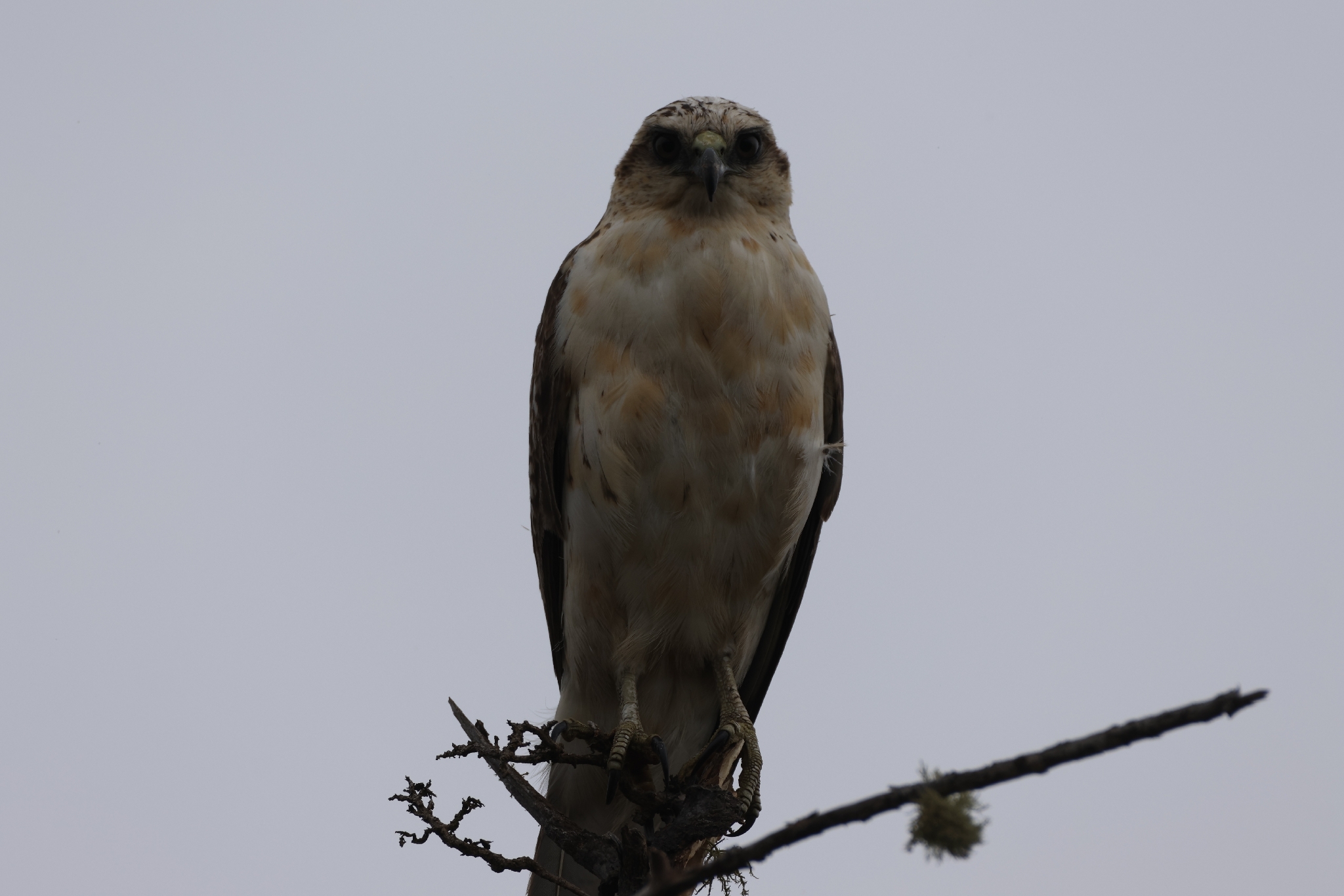 Hawaiian Hawk (Buteo solitarius), photo 8