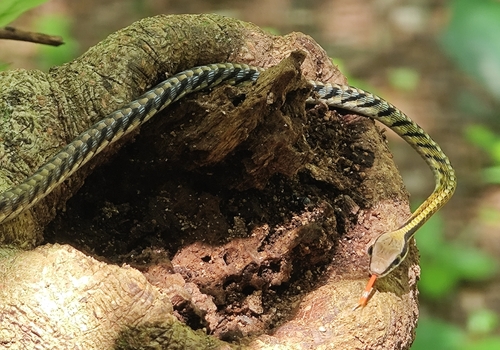 Dendrelaphis striatus, 2026-03-20