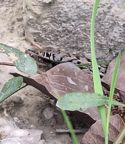 Buff Striped Keelback