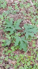 Smallanthus uvedalia