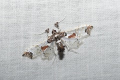 Neoleucinodes