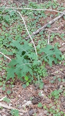 Smallanthus uvedalia