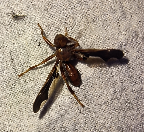 Unknown species found near China Spring, TX 76633, USA