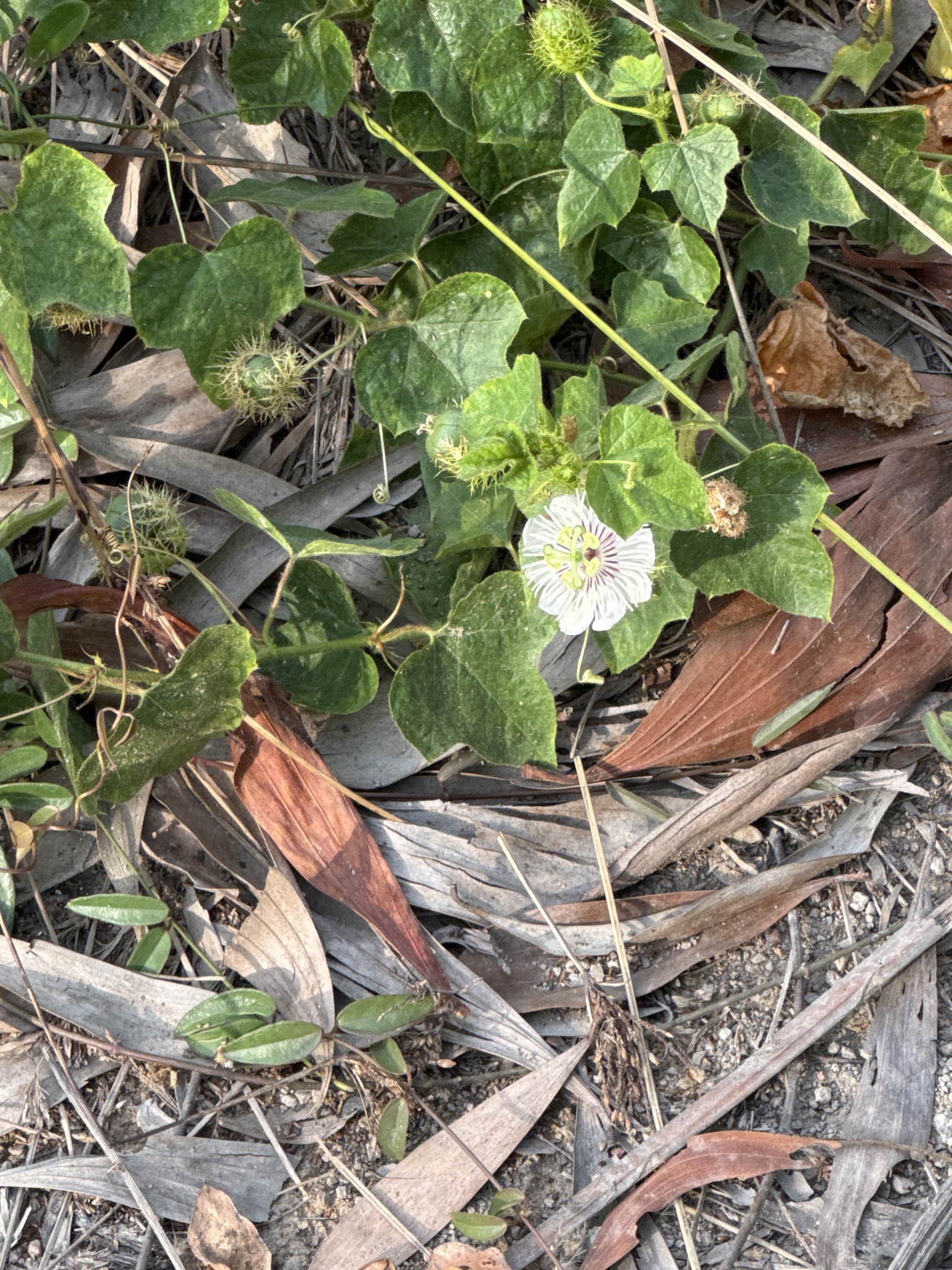 Passiflora vesicaria — ảnh 2