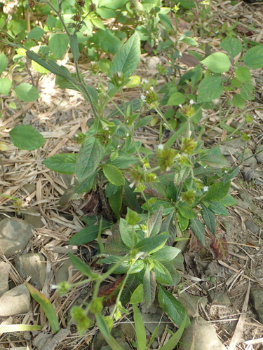 Elephantopus mollis