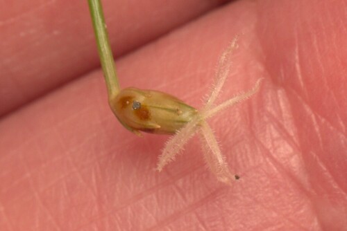 Fimbristylis nutans, photograph 4