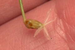 Fimbristylis nutans, photograph (c) Martin Rady, some rights reserved (CC BY)
