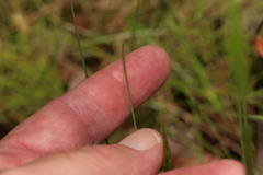 Fimbristylis nutans, photograph (c) Martin Rady, some rights reserved (CC BY)