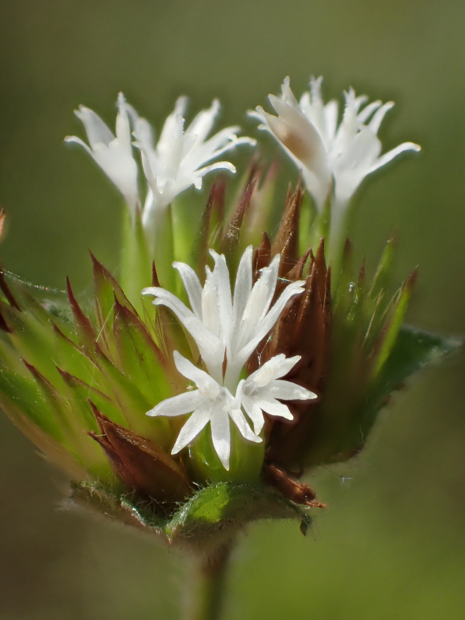 Elephantopus mollis