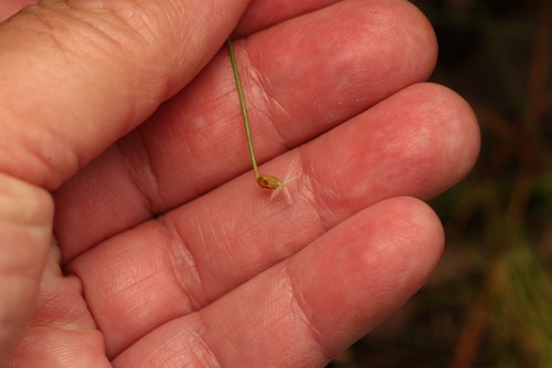 Fimbristylis nutans, photograph 6