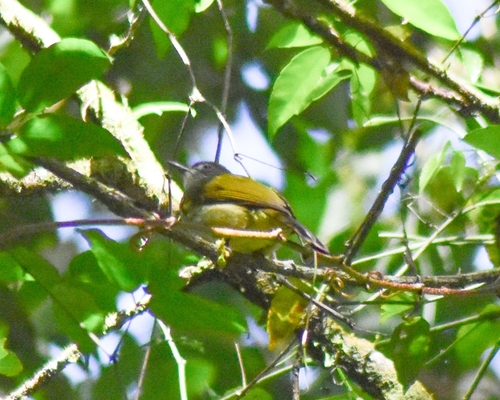 Ixos virescens observed 2026-03-19