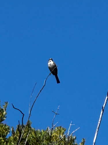 Bell's Sparrow (Artemisiospiza belli), photo 3