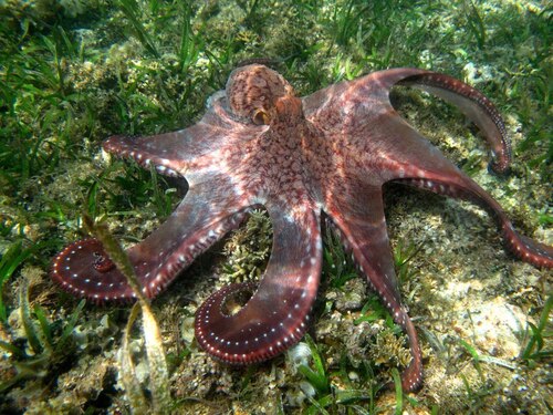 Octopus cyanea