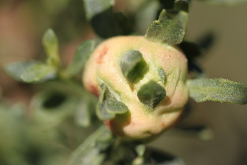 Unknown species found near Elfin Forest Recreational Reserve, 8833 Harmony Grove Rd, Escondido, CA 92029, USA
