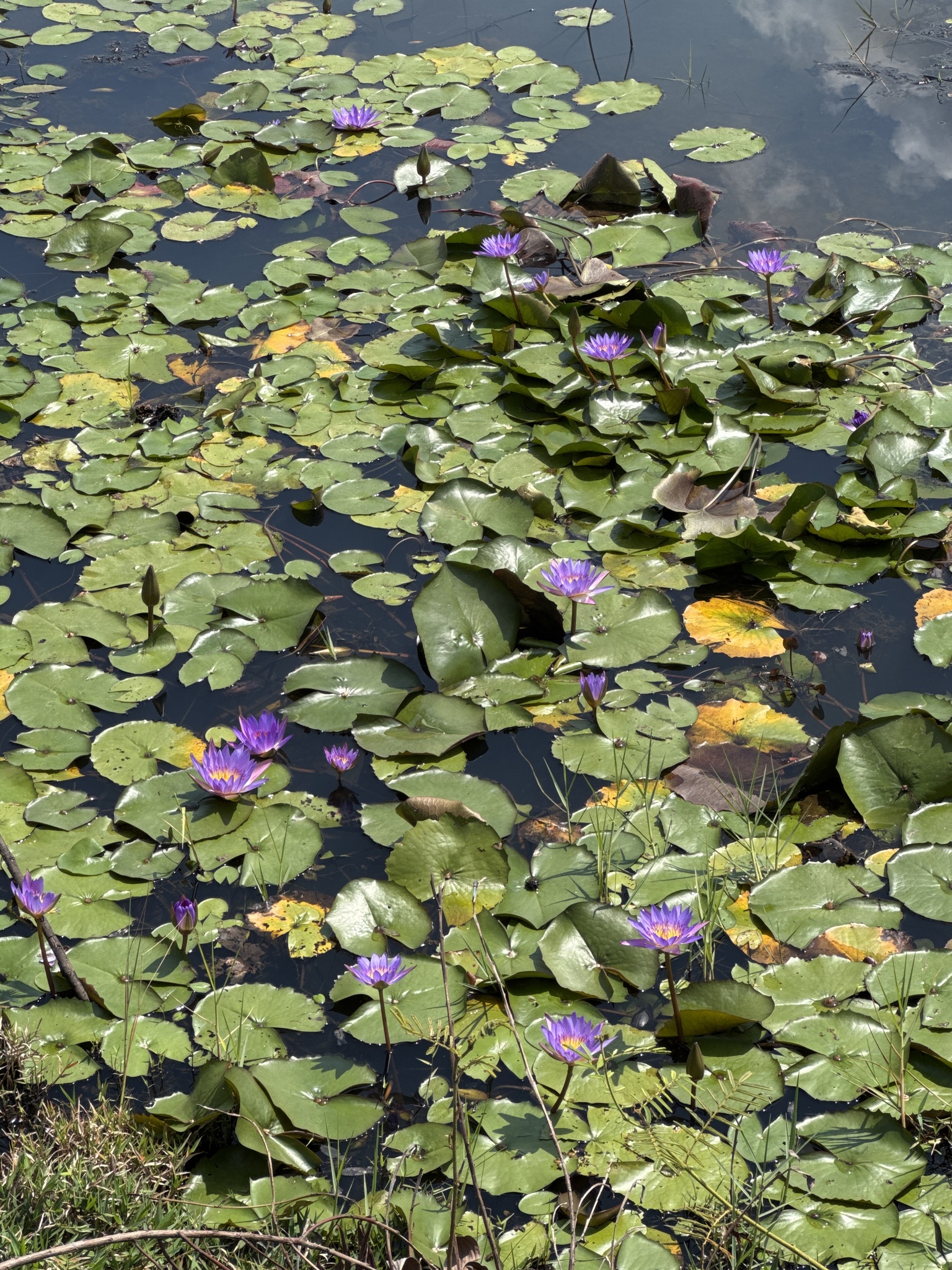 Nymphaea nouchali — ảnh 2