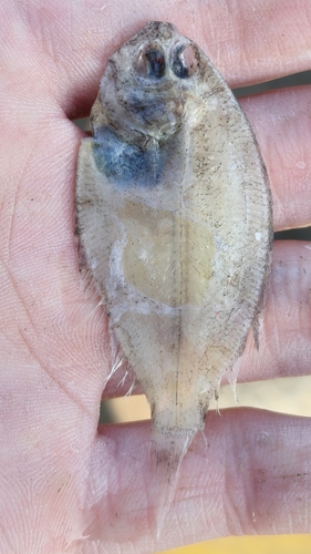 Dwarf flounder (Tarphops oligolepis) — Paralichthyidae — 3