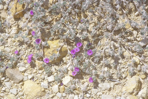 Hairy Crinklemat (Tiquilia hispidissima)