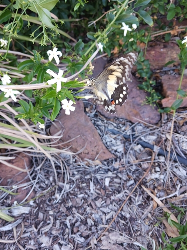 Lime Swallowtail