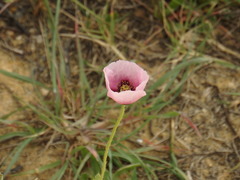 Papaver somniferum setigerum