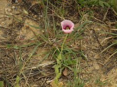 Papaver somniferum setigerum