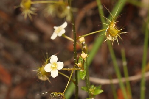 Pale sundew (Drosera lunata)