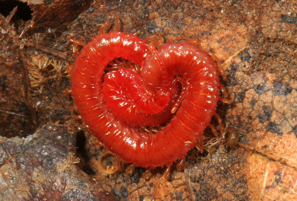 Strigamia bothriopus
