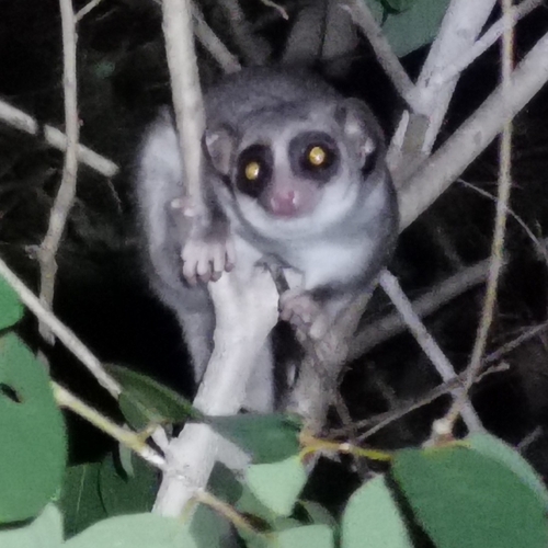 フトオコビトキツネザル