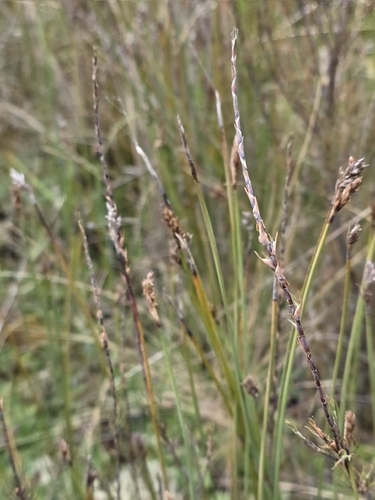Square Sedge (Lepidosperma australe)