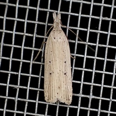 Dichomeris bipunctellus