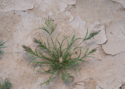 Schismus arabicus observed 2026-02-12