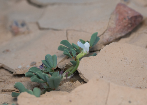 Lotus glinoides