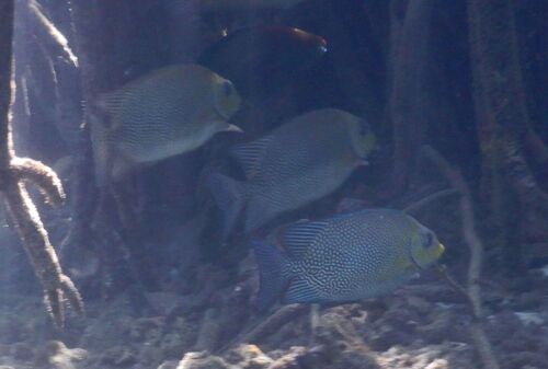 Randall's rabbitfish (Siganus randalli) — Siganidae
